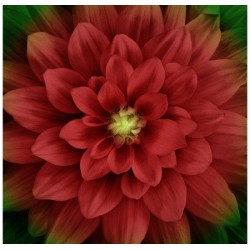 PANNEAU DAHLIA