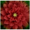 PANNEAU DAHLIA